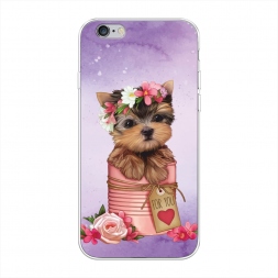 ����������� ����� ϸ��� ��� ���� �� iPhone 6